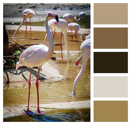 Greater Flamingo Bird Flamingo Image